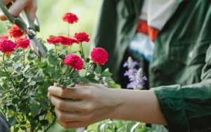 những lưu ý khi trồng hoa tại nhà