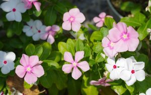 Hạt giống hoa dừa cạn