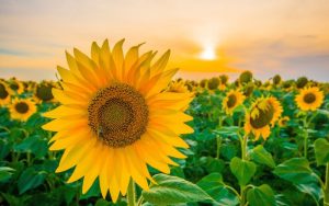 Hạt giống hoa hướng dương