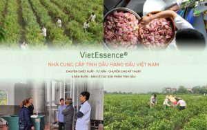 thương hiệu tinh dầu thiên nhiên Vipsen
