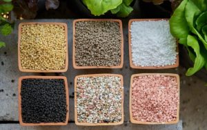 tìm hiểu về các loại phân bón