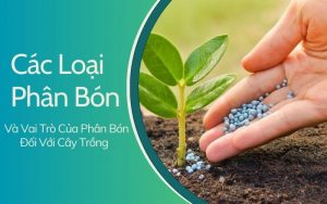 các loại phân bón