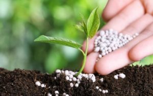 vai trò phân bón vô cơ